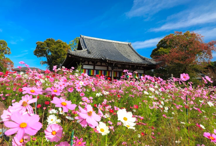 Cosmos flowres at Hannyaji Temple in Nara