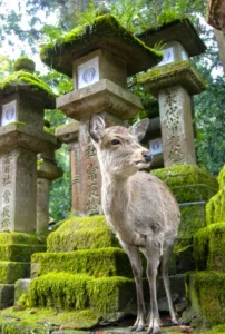 Image of a deer at Kasuga Taisha Shrine in Nara