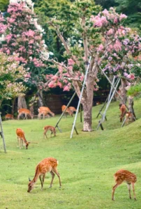 Image of Deers under the cherry blossoms in Nara Park