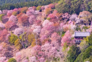 Temple in the middle of the cherry blossoms in Nara