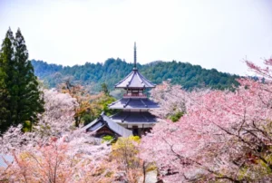 Cherry blossom and the top of a temple in Mt Yoshino, Nara