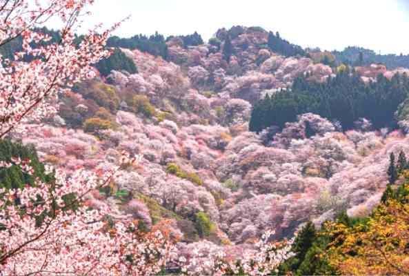 Nara day trip from Osaka / Nara Park Tour / Cherry Blossoms landscape from Mount Yoshino during Spring / Excursión a Nara desde Osaka / Tour a Nara en español