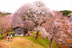 Cherry blossom trees at Mt Yoshino in Nara