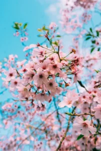 Cherry blossom at Mt Yoshino in Nara