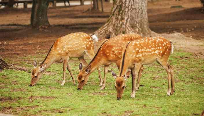 Nara day trip from Osaka / Guided Nara Park Tour / Deers seen during our Nara Park Tour / Excursión a Nara desde Osaka / Tour a Nara en español