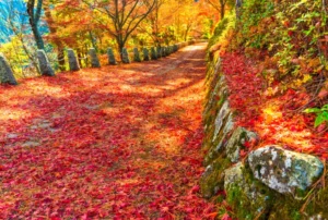 Fallen autumn leaves at a Walking Path in Mount Yoshino, Nara