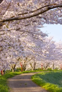 Path of Cherry Blossom trees at Uda city in Nara / Tour para ver los cerezos en flor en Uda