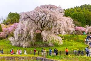 Historical Cherry Blossom tree at Uda city in Nara