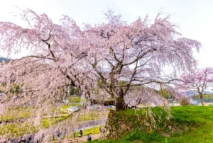 Historical Cherry Blossom tree at Uda city in Nara / Tour para ver los cerezos en flor en Uda