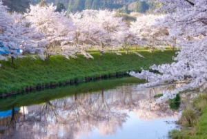 Path of Cherry Blossom trees at Uda city in Nara / Tour para ver los cerezos en flor en Uda