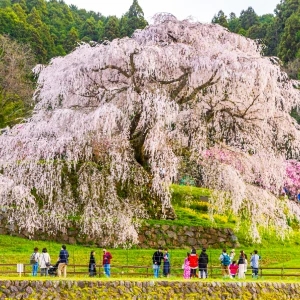 Uda Cherry Blossom tour / Tour para ver los cerezos en flor en Uda