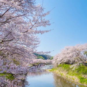 Uda Cherry Blossom tour / Tour para ver los cerezos en flor en Uda