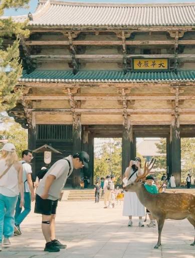 Nara Tour Park scene: a little of our Nara Daytrip from Osaka / Excursión a Nara desde Osaka / Tour a Nara en español