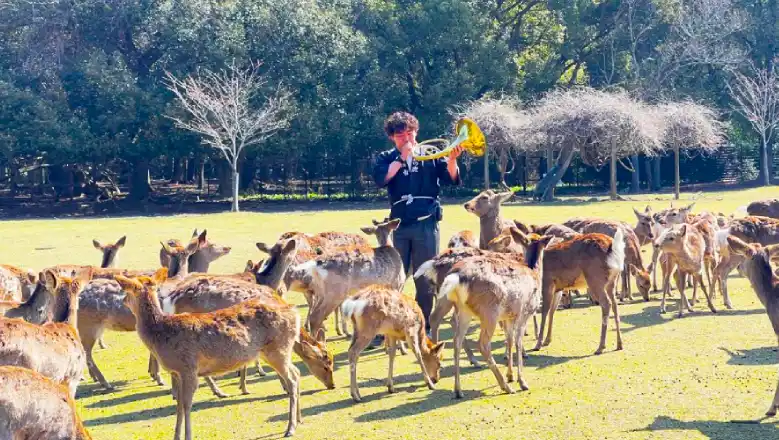 Shika Yose Deer Calling at Nara in Spring