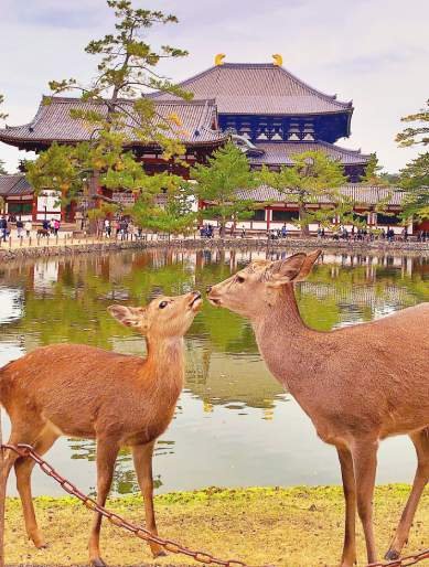 Deers in front of Temple and Daytrip visitors in Nara