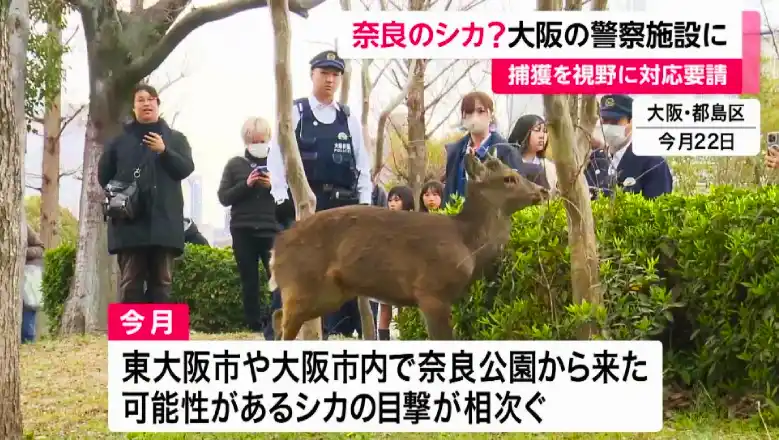 Nara Park Deer found at Osaka surrounded by the police