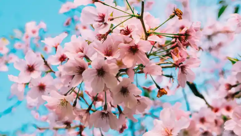 cherry blossoms at Mount Yoshino in Nara