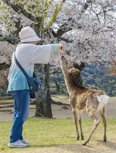 Participant of our Nara Daytrip from Osaka feeds a deer