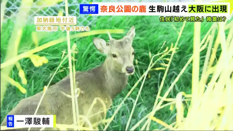 Nara Deer from Nara Park, found on march 2026 at Higashi Osaka Ward