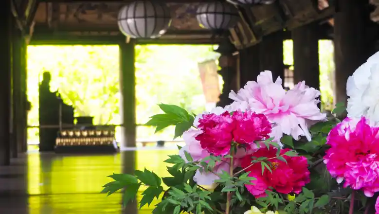 Flowers at Hasedera Temple in Nara Japan