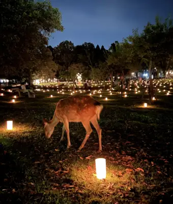 Ciervo de Nara pastando en le parque mientras e realiza festival de luces