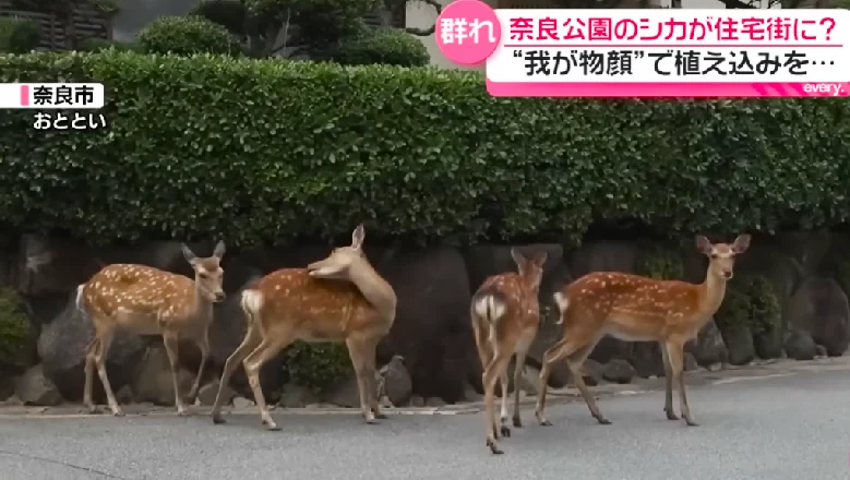 Imagen del noticiero japonés N-TV News: Ciervos en las zonas de viviendas de la ciudad de Nara