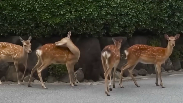Nara’s Deer Are Wandering Into the City and causing trouble Now