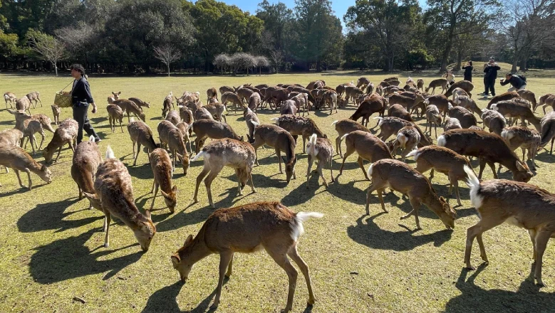Nara’s Summer Deer Calling Shika Yose Returns This Year, and Here Is How You Can See It