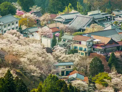 Town in Mount Yoshino in Nara covered by cherry blossom trees in bloom