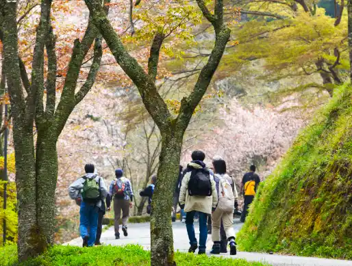 People hiking through Nana magari path in Mount Yoshino in spring with sakura trees in full blossom