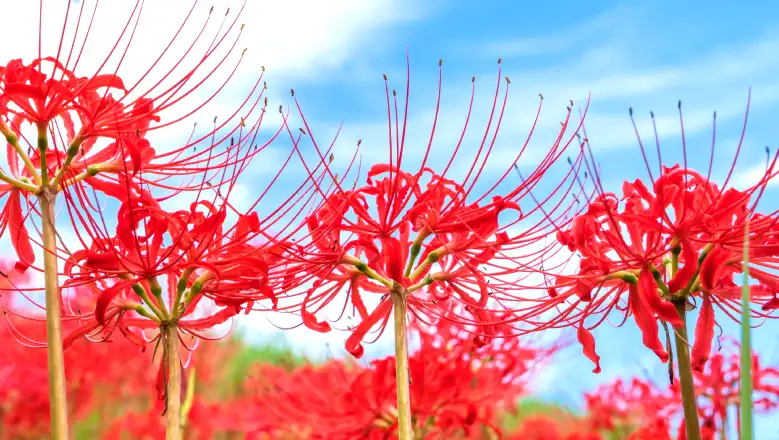 Higanbana: The Japanese Flower of the Afterlife